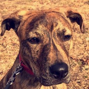 Meet your Posher, Londin